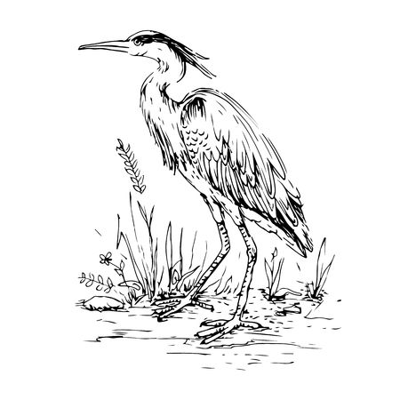 heron in vintage engraving style. hand drawn vector retro illustrationのイラスト素材