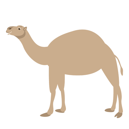 camel vector illustration, flat style ,profile sideのイラスト素材