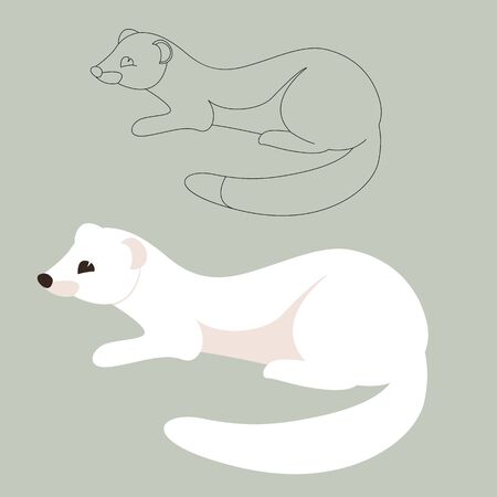  white weasel , vector illustration, flat style, lining draw