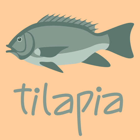 fish tilapia, vector illustration, flat style, side viewのイラスト素材