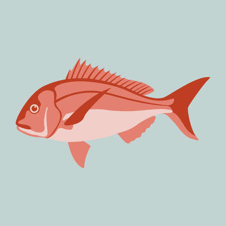 snapper fish vector illustration