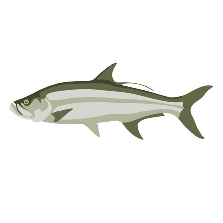 tarpon fish, vector illustration, flat style, side viewのイラスト素材