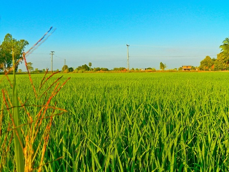 Rice of city pijed from thailand  の写真素材