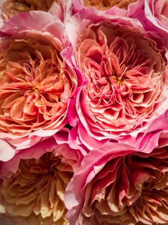 Delicate scarlet rare roses close-up. Flower background