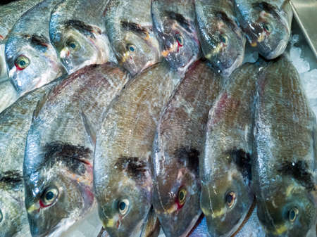 The fish of dorada is freshly chilled whole stacked in a rowの写真素材