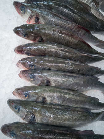 Fresh chilled fish Sibias carcass whole lies in a row on the ice several pieces