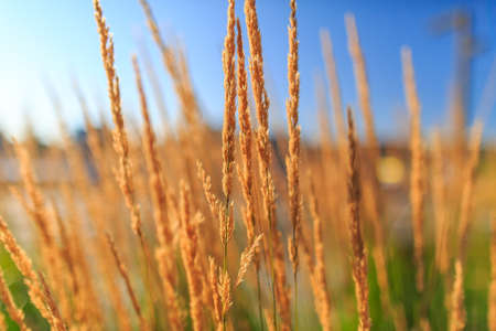 Golden spikeletsの写真素材