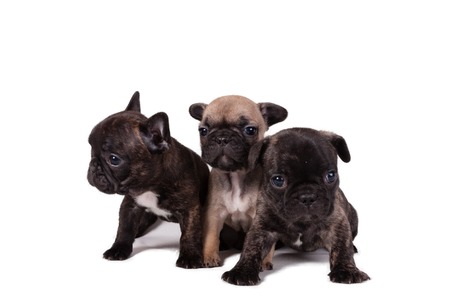 Three puppy French Bulldog puppiesの写真素材