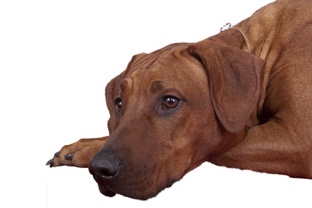 Beautiful dog sitting down - isolated over a white backgroundの写真素材