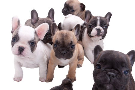 French bulldog puppy portrait over white background
