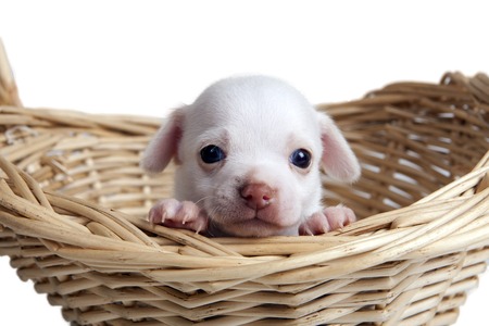 Chihuahua puppy in a basket in front of white backgroundの写真素材