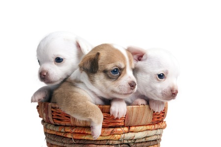 Chihuahua puppy in a basket in front of white backgroundの写真素材