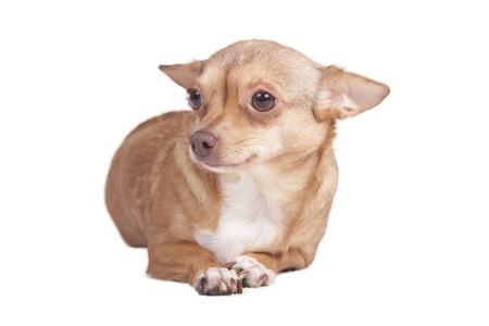 adult chihuahua in front of white backgroundの写真素材