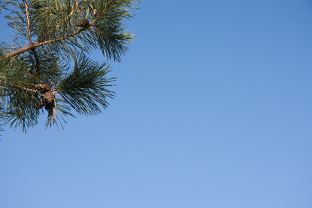 Spruce branch on a blue background with Clipping Path