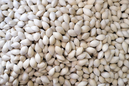 The Gingko Nuts and background stock photoの写真素材