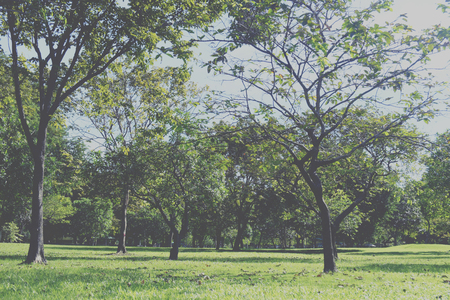 green grass field in big city parkの写真素材
