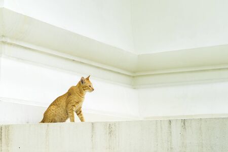 Red cat on a white backgroundの写真素材