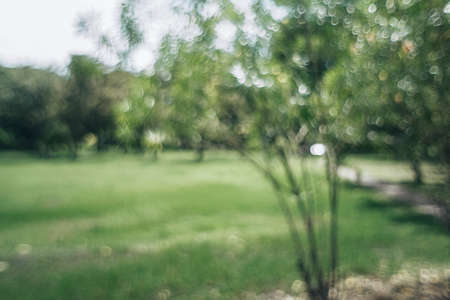 defocused bokeh background of garden trees in sunny day