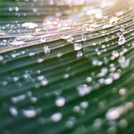 Close up green leaf Texture background with light behind