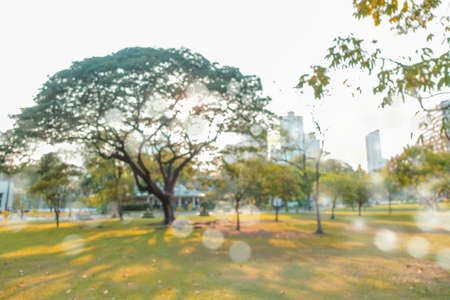 defocused bokeh background of garden trees in sunny day