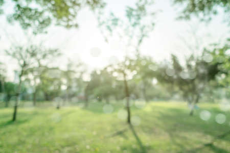 defocused bokeh background of garden trees in sunny dayの写真素材