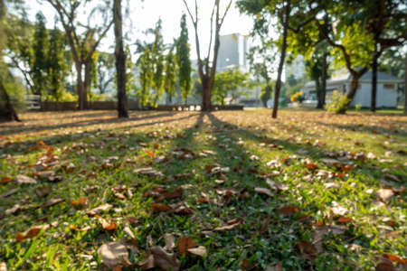 Beautiful nature at morning with sun in big city parkの写真素材