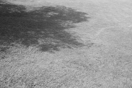Shadow of a tree on the grass