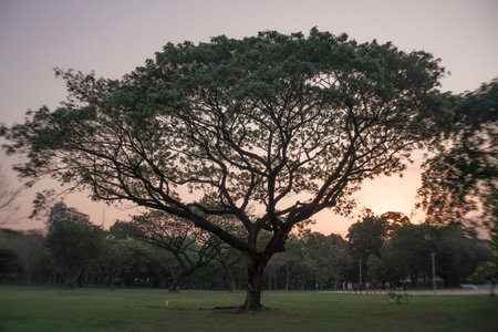 Trees in a peaceful city park at early morning with soft sunlight and fresh atmosphere.