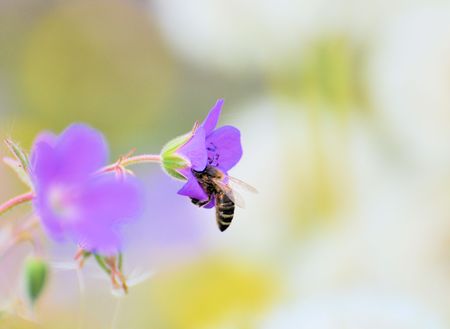 Honey Bee sitting on a purple flowerの写真素材