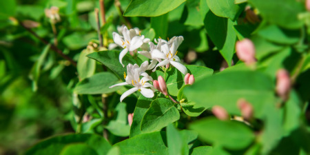 White little flowers like stars on the green bushesの写真素材