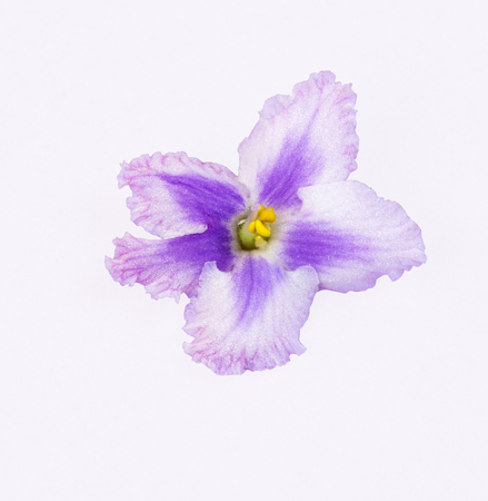 Bright pink, purple violet highlighted on white background contour cutの写真素材