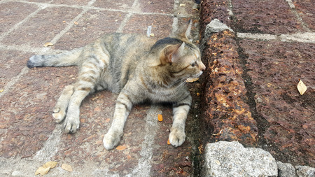 Cat on a street in Bangkok, Thailand.の写真素材