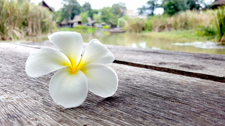 white and yellow plumeria frangipani waterfront pavilionの写真素材