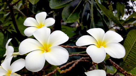 white and yellow plumeria frangipaniの写真素材