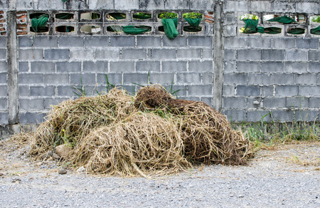 Dry grass stacks on small rock ground , grunge cement block wallの写真素材