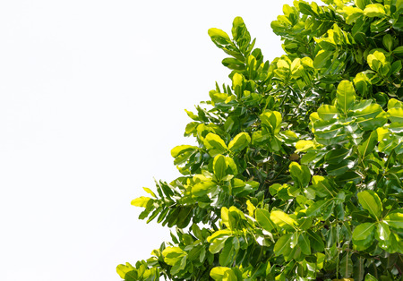 Isolate leaf on tree on white background