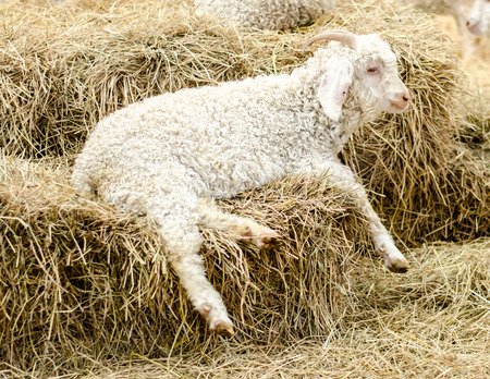 Lamb on hey in farm,animalの写真素材