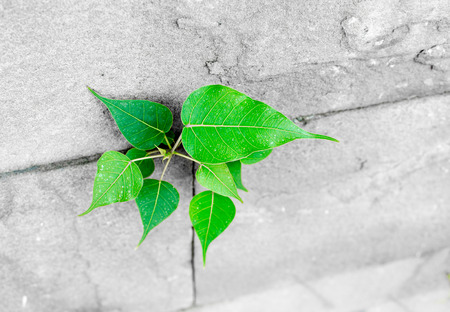 pipal leaf growing through crack in old sand stone wall,survival concept.の写真素材