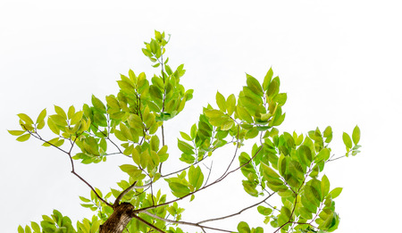 Look up view, Green tree isolated on white background.の写真素材