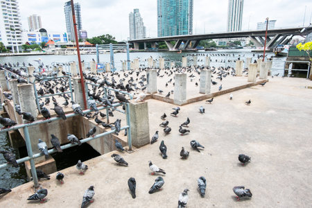 group of pigeon at pier in city.の写真素材