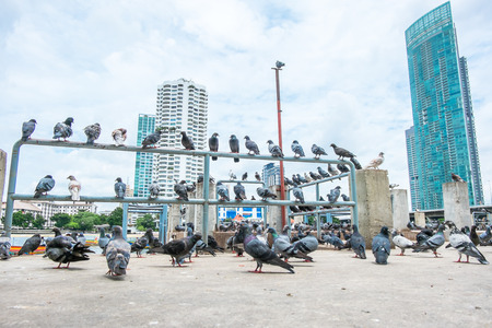 group of pigeon at pier in city.の写真素材