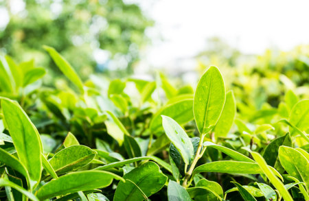 close up leaves at bush,texture backgroundの写真素材