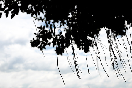 silhouettes tree ,use as backgroundの写真素材