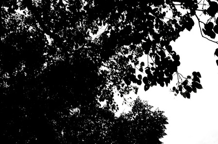 silhouettes tree ,use as backgroundの写真素材