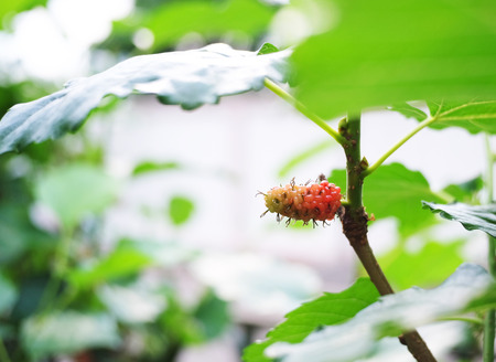 Micky mouse flower in gardenの写真素材