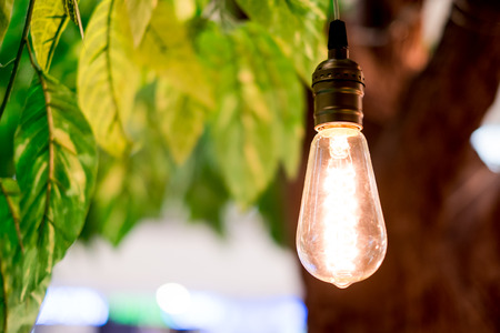 Vintage filter : Vintage lightbulb hanging on tree.の写真素材