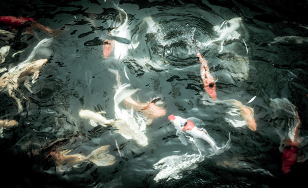 Vintage filter : Koi fish in pond,colorful natural background,Faded color.