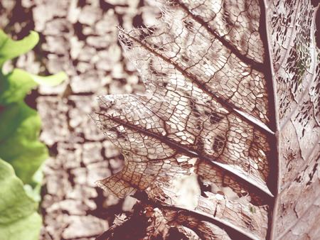close up decay leaf texture backgroundの写真素材