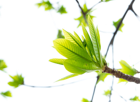 Cannonball Green leaf isolated on white background.の写真素材