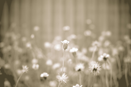 vintage filter , flower at metal sheet wall.の写真素材